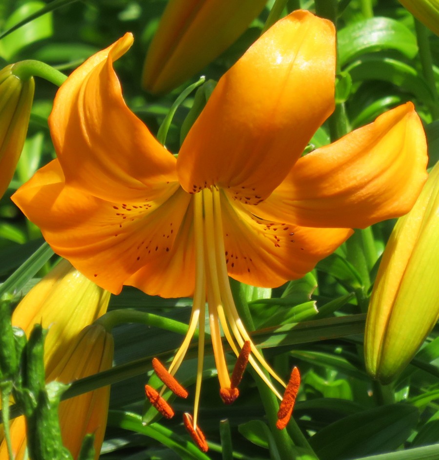 orange lily