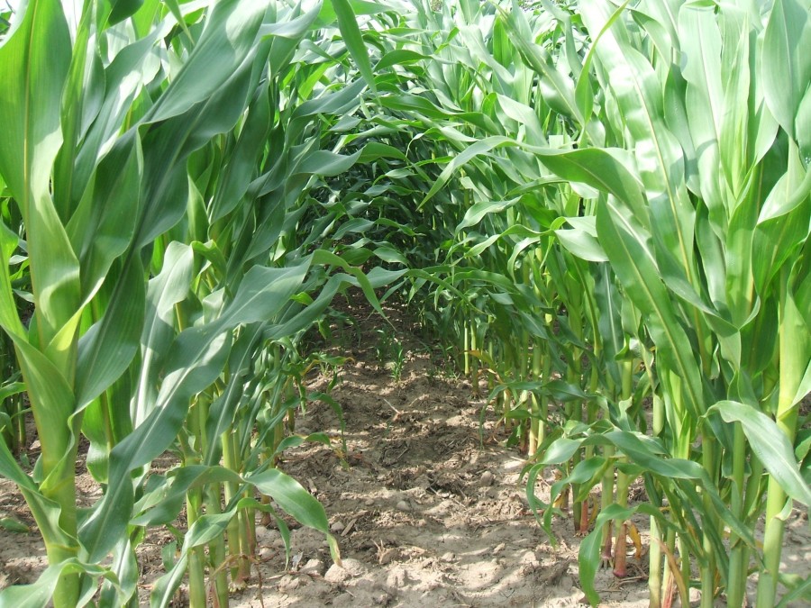 Corn Tunnel