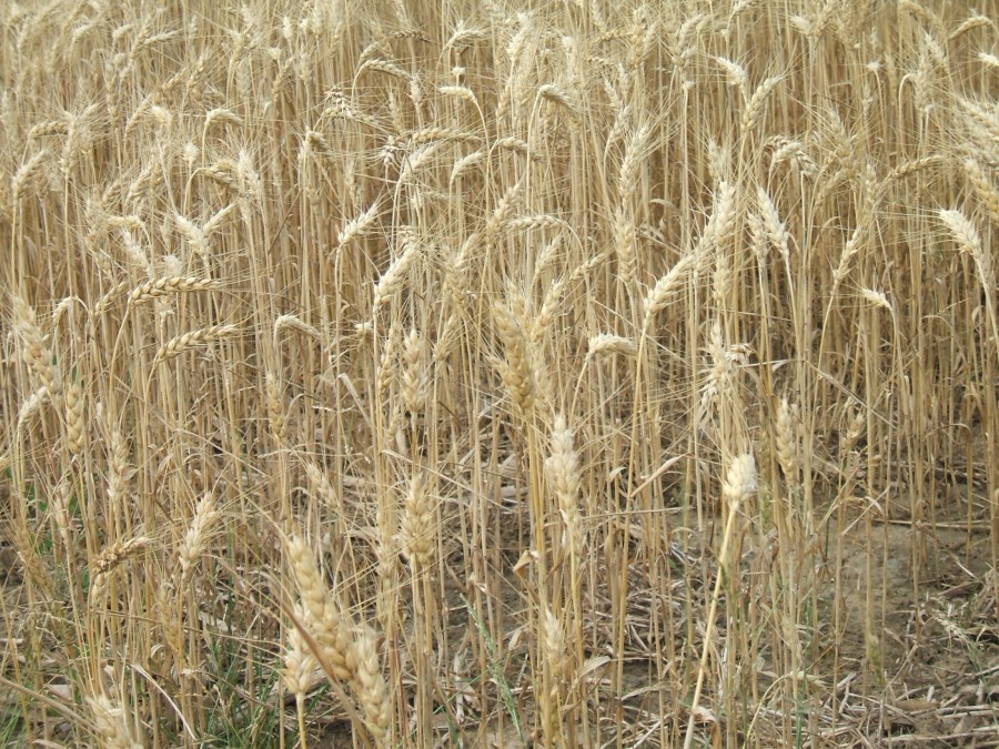 Harvest