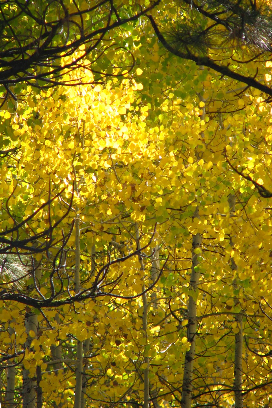aspens in autumn