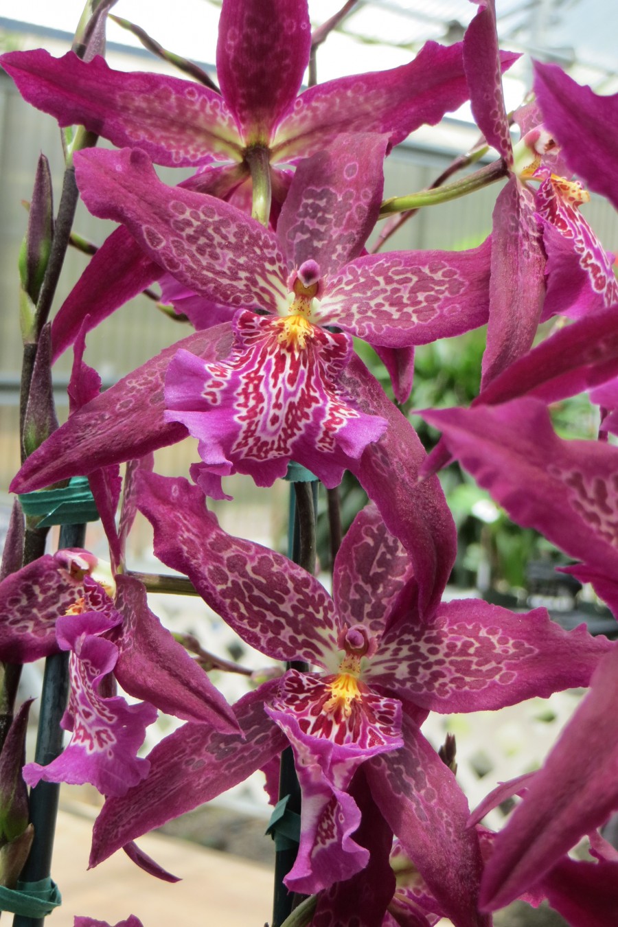 more pink orchids