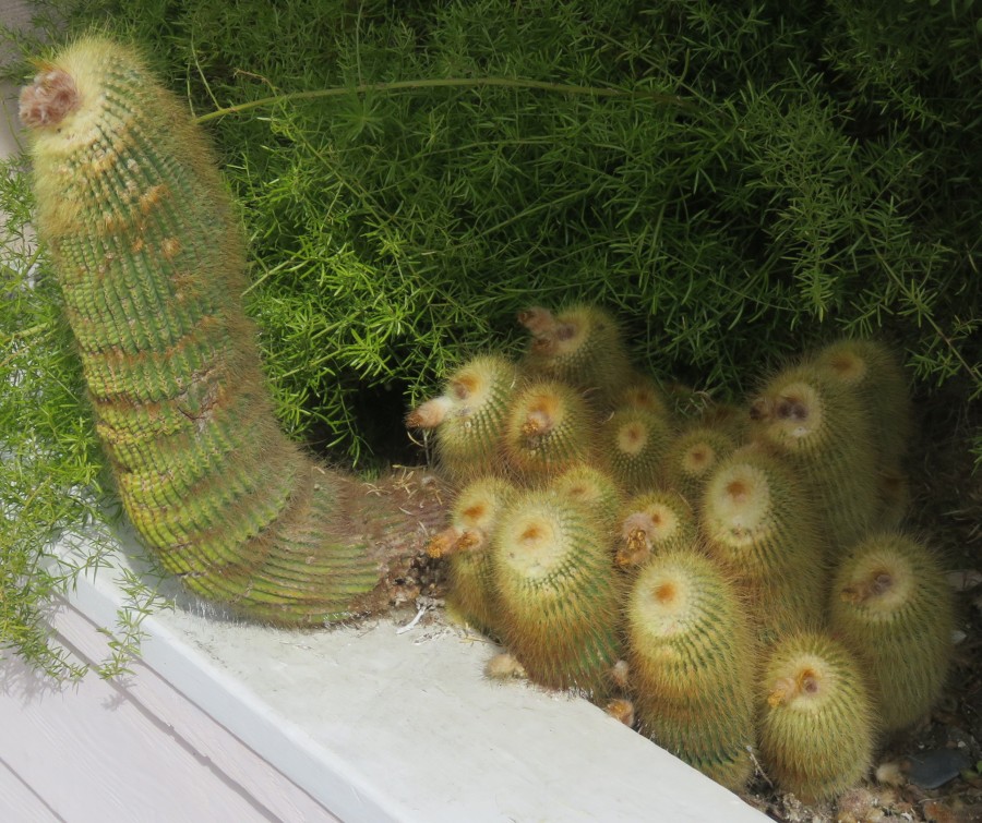 cactus family