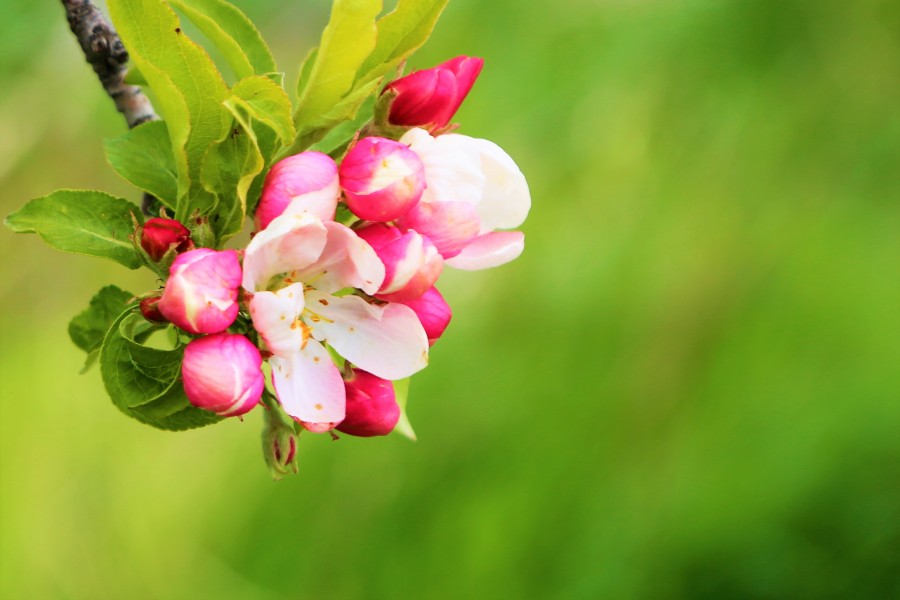 Pink buds