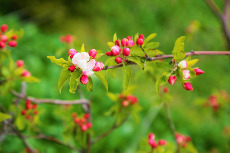 bud