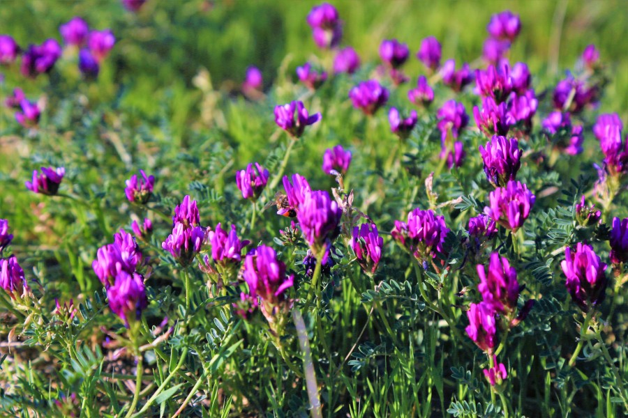 Purpl flowers
