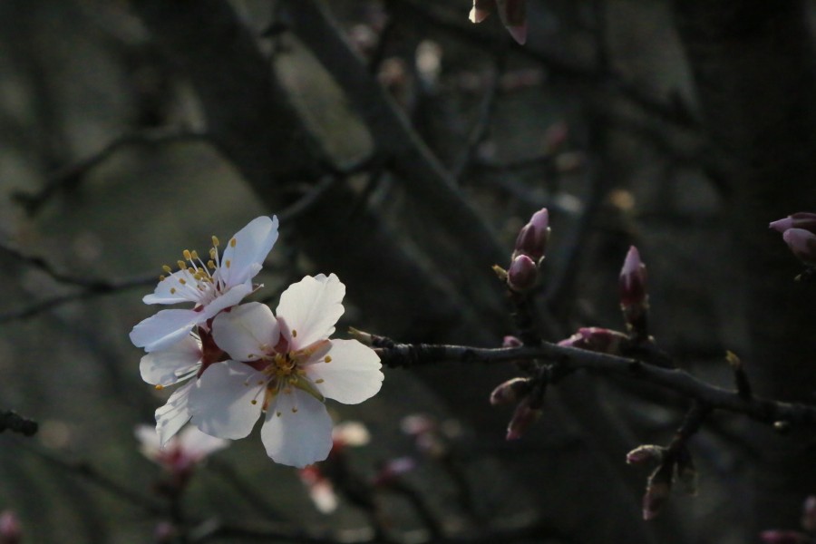 Flowers 6