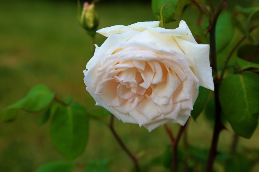 Delicate rose