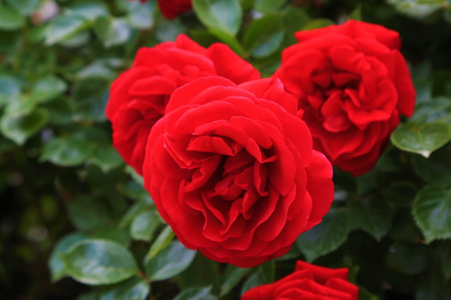 rose understends
