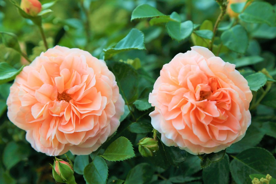 roses 2