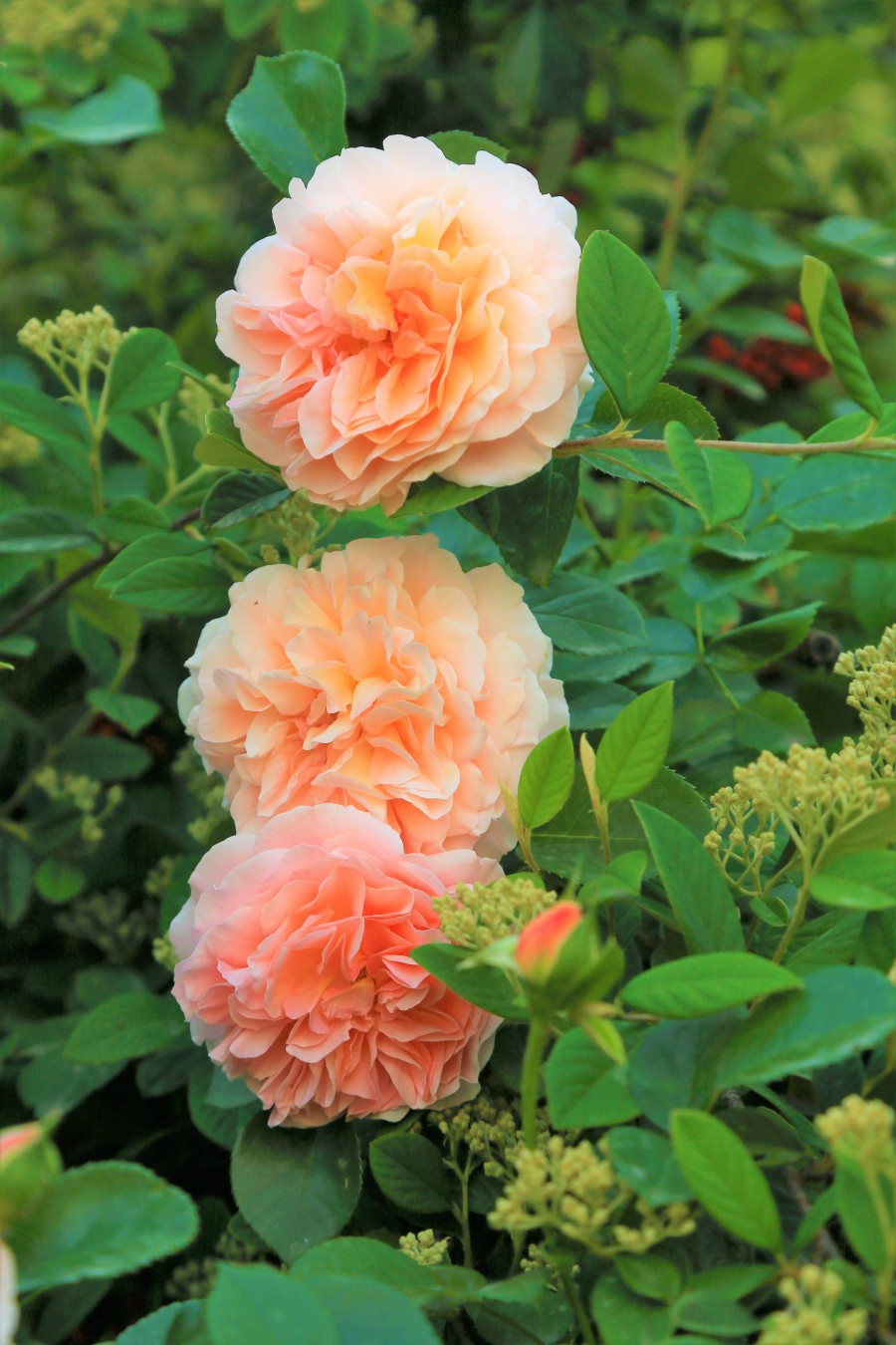 roses