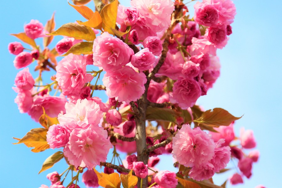 pink beayties 2