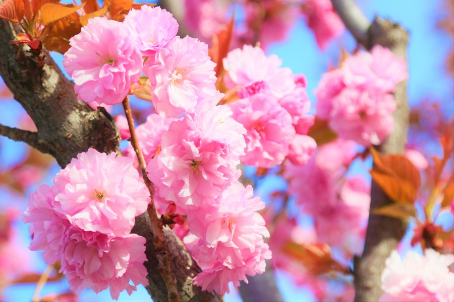 pink beauties