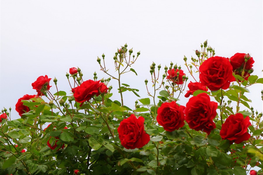 roses