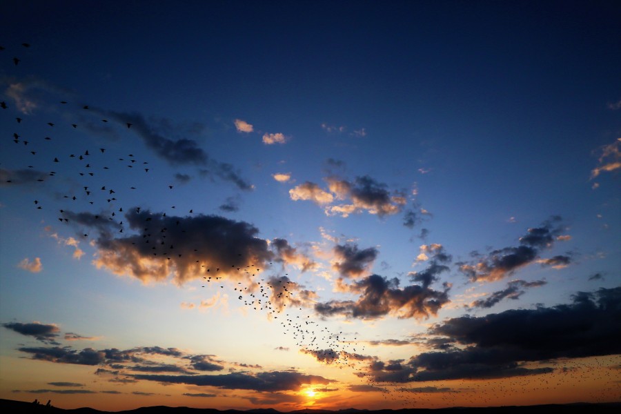 birds 2
