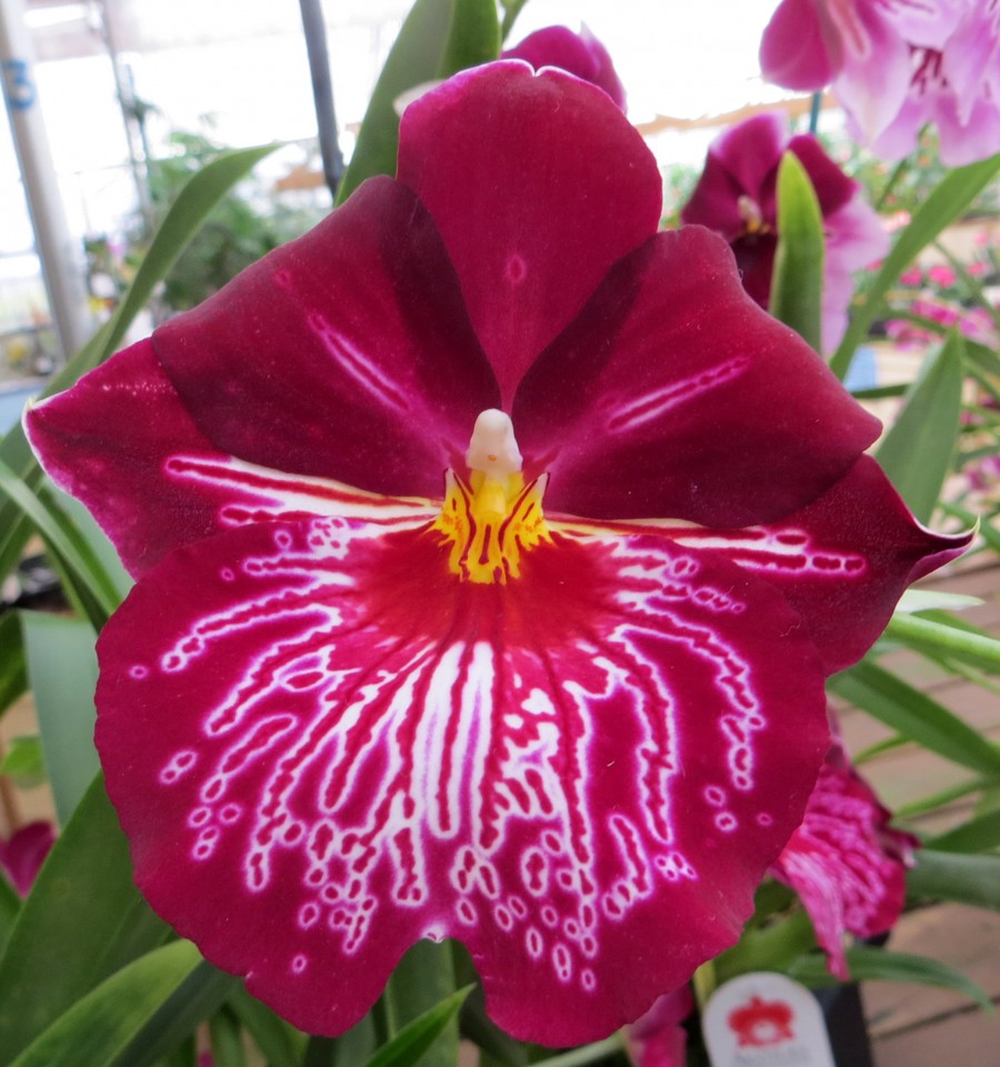 deep pink orchid with white