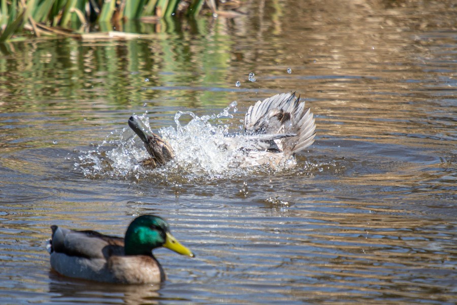 Duck cleaning