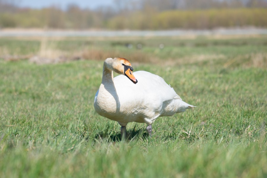 Swan in the grass