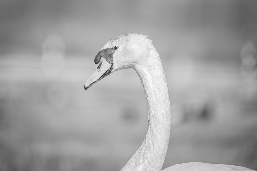 Swan in Black and White