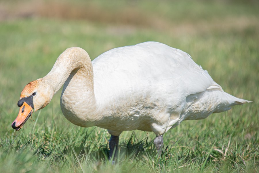 Swan