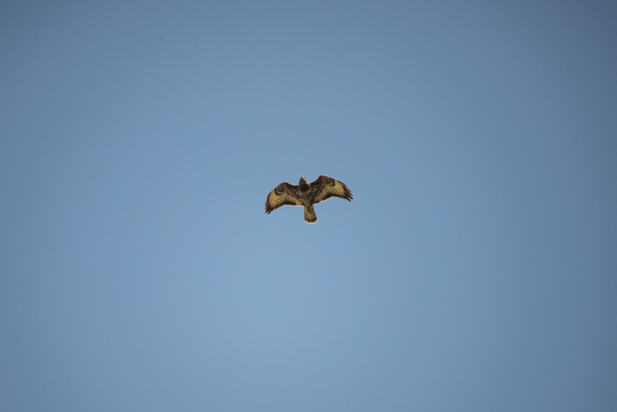 Buzzard in the sky