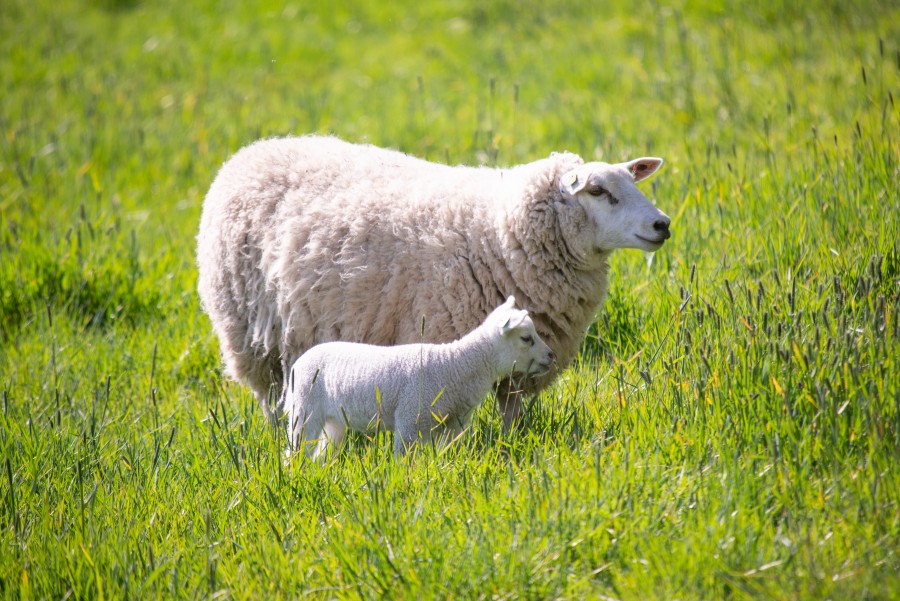 Sweet love on the farm