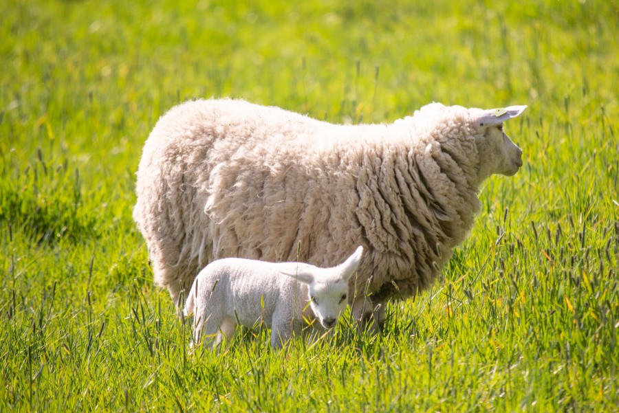 Sheep in the grass