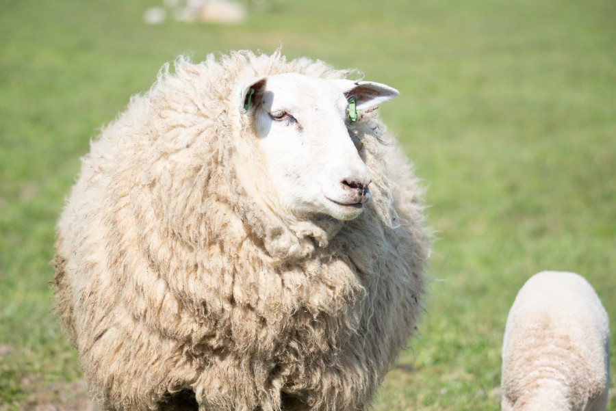 Mom and lamb