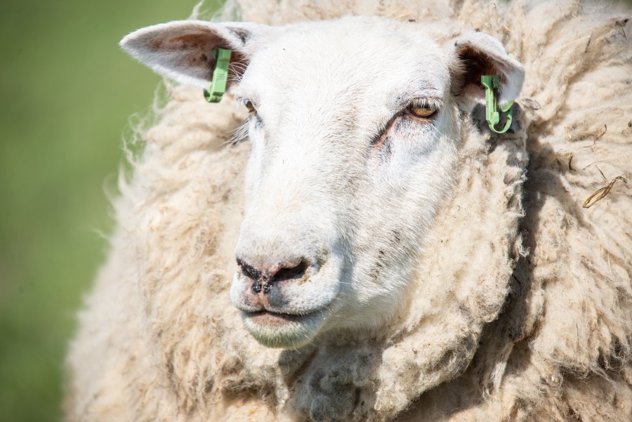 Sheepskin