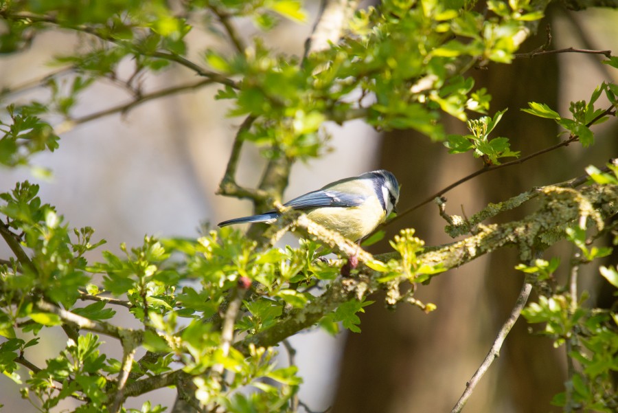 Little bird