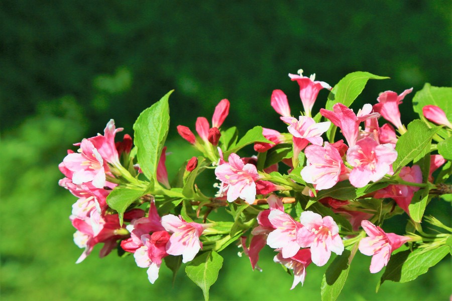 spring