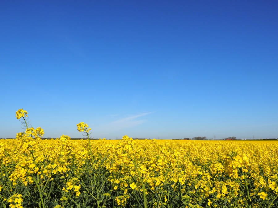 Yellow vs Blue
