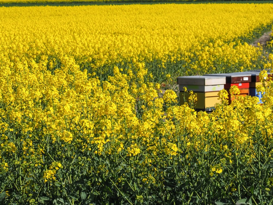 Rapeseed fields