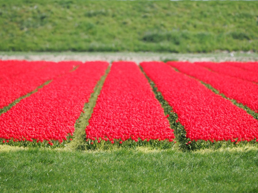 Red tulips