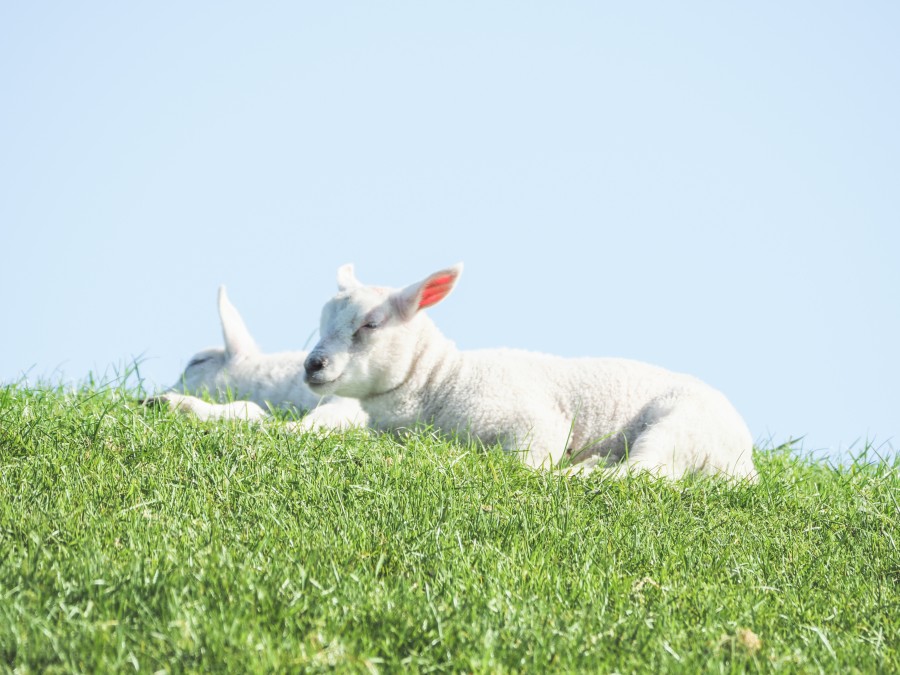 Two lambs