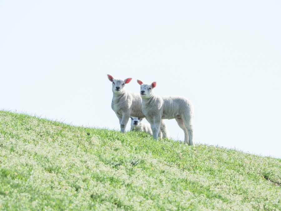 Lambs
