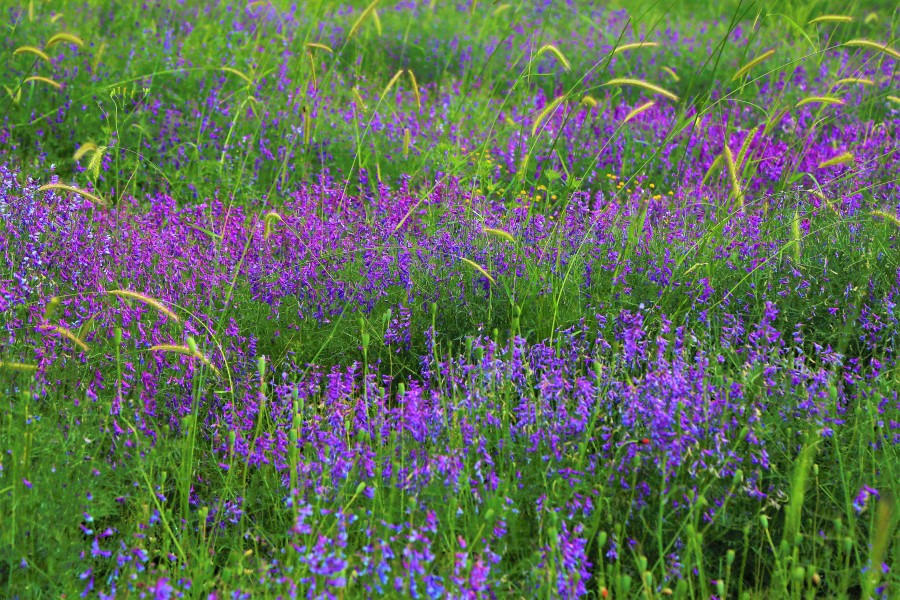 spring