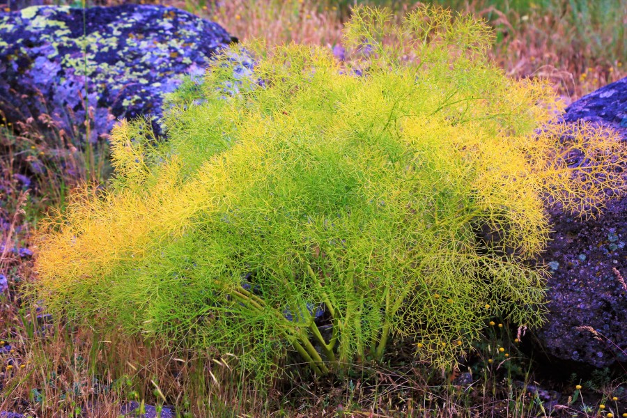 plant