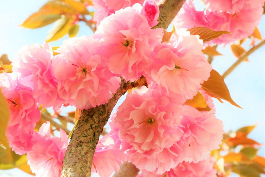 flowers