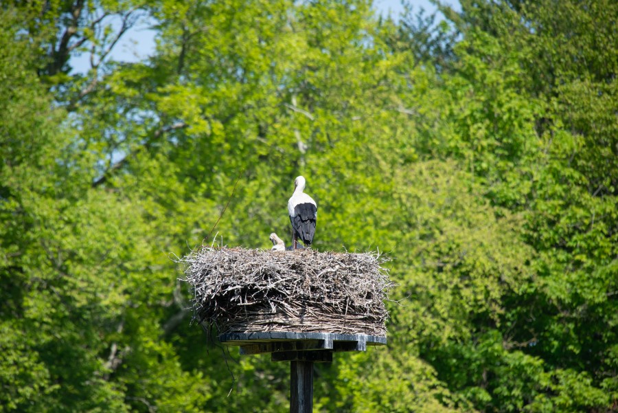 Stork