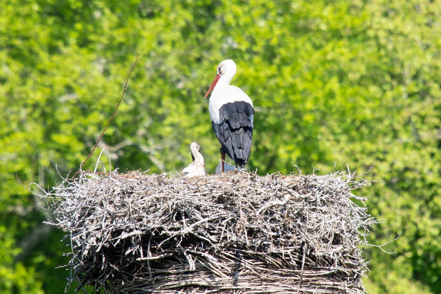 Stork with cub