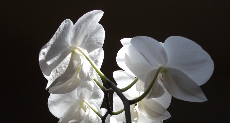 Orchidee 
