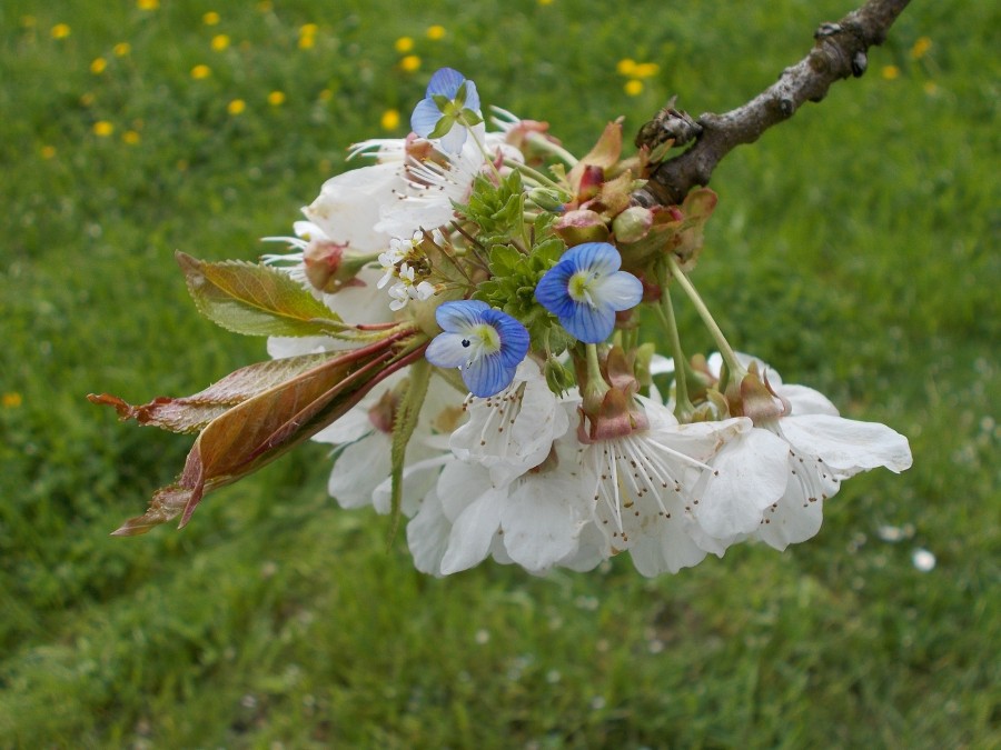 Spring