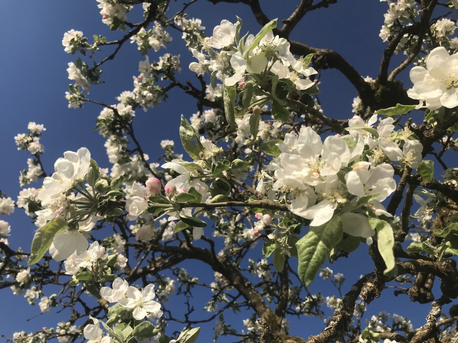 Spring 