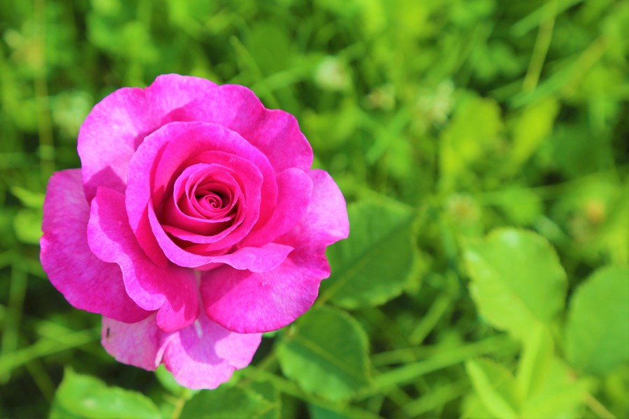 rose