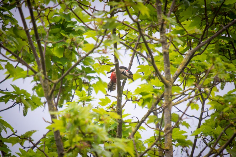 Spotted woodpecker