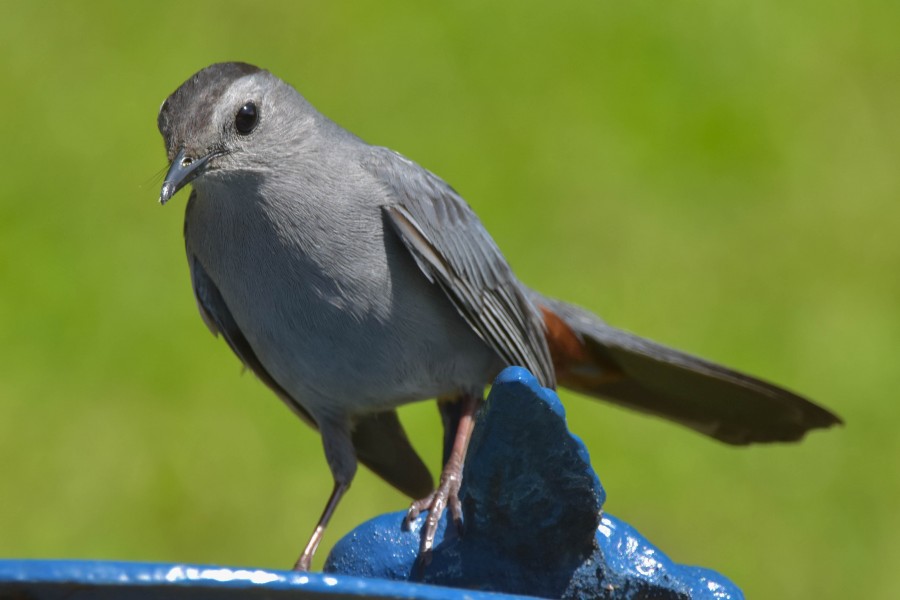 Grey Catbird closeup.