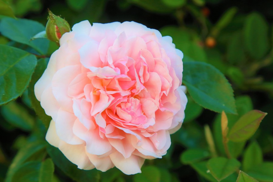 rose