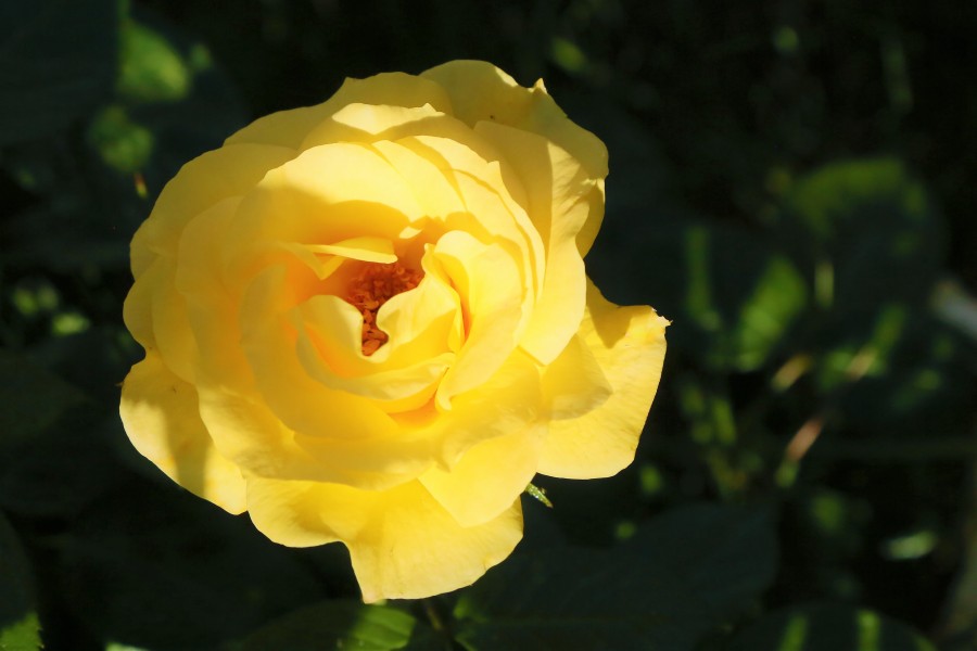 rose