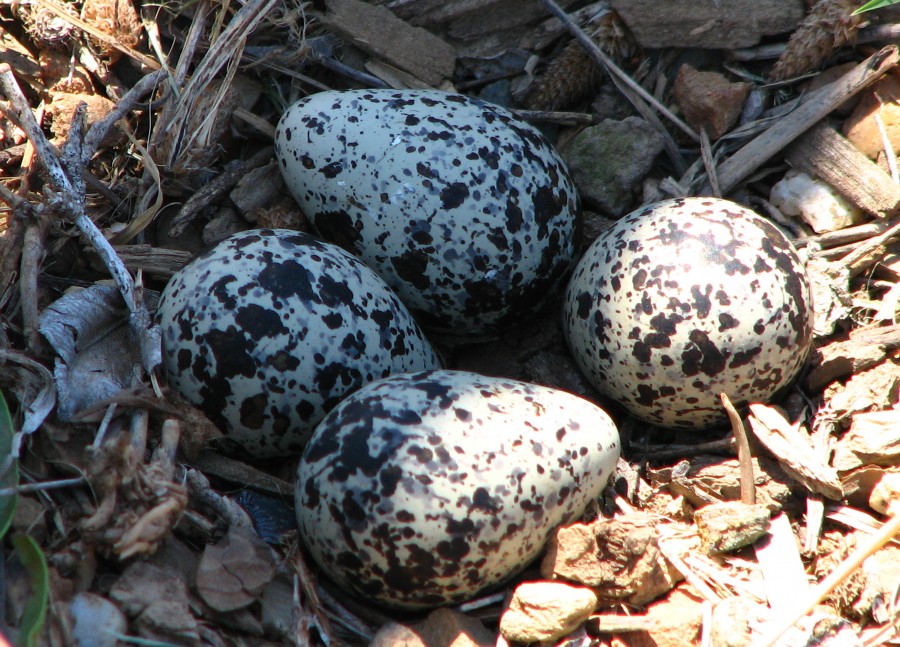 kildeer eggs