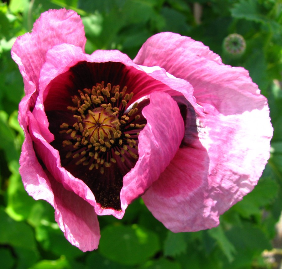 pink poppy